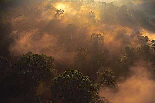 Rừng mưa nhiệt đới Amazon ở Nam Mỹ đón bình minh